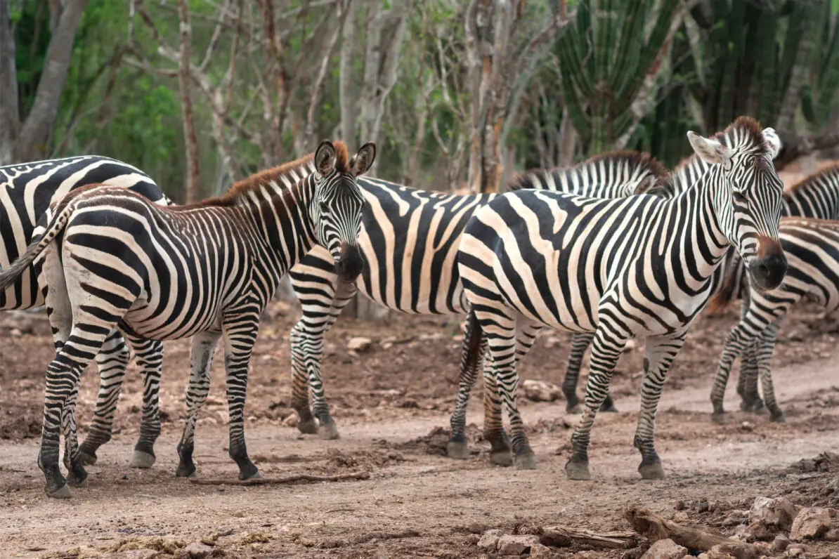 Cebras en el Bioparc El Encanto, Mazatlán