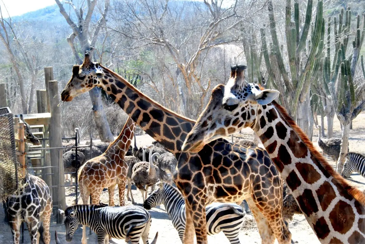 Jirafas en el Bioparc El Encanto, Mazatlán