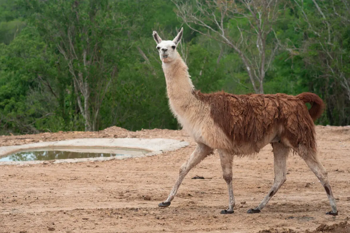 Llamas en el Bioparc El Encanto, Mazatlán