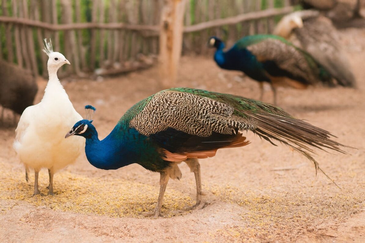 Pavos Reales en el Bioparc El Encanto, Mazatlán